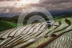 Step rice fields at Mae Klang Luang , Chiangmai , Thailand