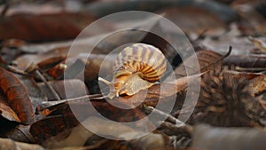 A Slow Dance Through Autumn: Snail on Dry Leaves photo