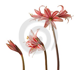 Step by step dissolution of hippeastrum flower amaryllis