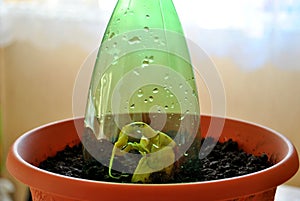 Step ten - cover the seed planted in the ground with a transparent plastic dome to create a microclimate.