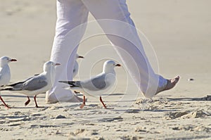 Step in Time! Unique fun sea birds seagulls walking in time with person on beach