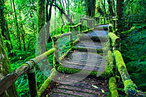 Step in the tropical rain forest photo