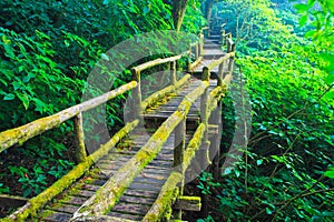 Step in the tropical rain forest photo