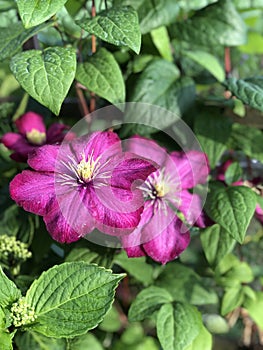 Nature's Elegance: Embrace the Charm of Clematis