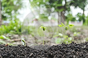 Step of young plant seed on growing of sprout on the soil in the garden with sunlight grows on farms. Agriculture seedling and