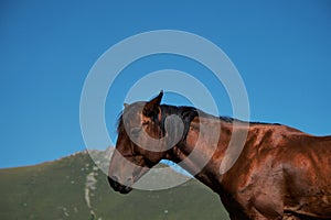 Stepantsminda village, Kazbegi. Trip to Georgia. Beautiful free mountain horse, close-up portrait. A brown stallion with