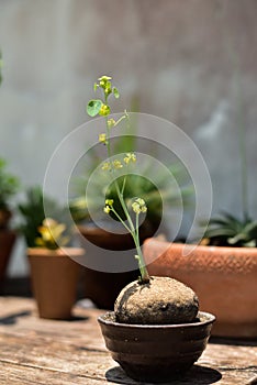 Stephania erecta craib in a pot