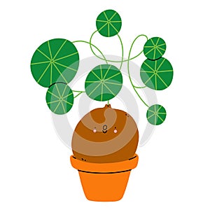 Stephania erecta cute cartoon home plant vector illustration photo