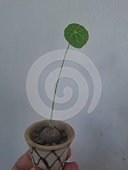 Mini stephania erecta  in pot on hand