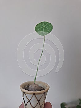 Stephania erecta in mini pot