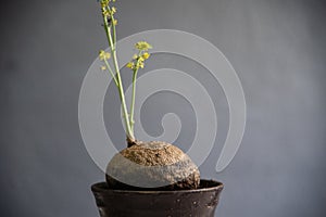 Stephania erecta plants on gray background