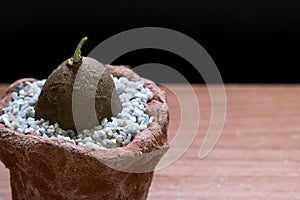 Stephania erecta in soil ware pots