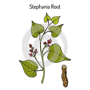 Stephania tetrandra, medicinal plant photo