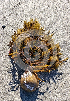 Stephanocystis osmundacea - algae attached by rhizoids to a rock, washed up by a storm, Santa Catalina Island, California