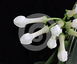 Stephanotis