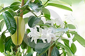 Stephanotis
