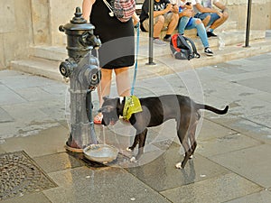Watering a dog, Stephansplatz, Vienna Wien, Austria Ãâsterreich photo
