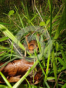 Stephens Island weta or Cook Strait giant weta on Maud Island. Endemic to New Zealand