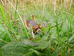 Stephens Island weta or Cook Strait giant weta on Maud Island. Endemic to New Zealand