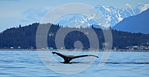 Stephens Passage Whale watching photo