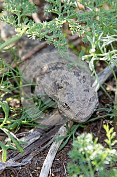 Steppe agama