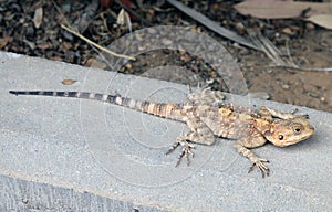 Steppe agama lizard