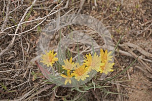 Steppe Agoseris Agoseris parviflora Mountain Dandelion or False Dandelion