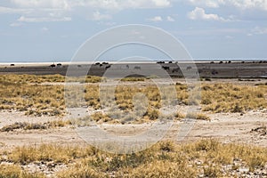 Steppe with animals in Etosha Park, Namibia