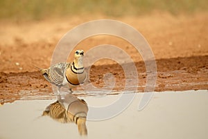 Steppe bird (gangue)