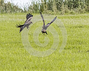 Steppe birds flying in unison, one soaring over grassy terrain