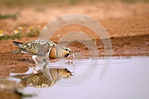Steppe birds in the pond