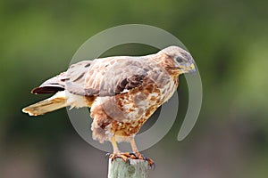 Steppe Buzzard photo