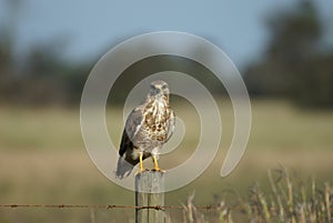 Steppe Buzzard