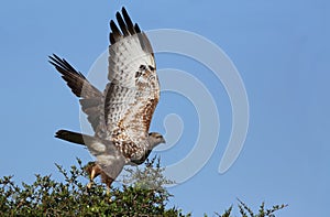 Steppe Buzzard Bird of Prey