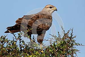 Steppe Buzzard Bird of Prey