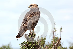 Steppe Buzzard Bird of Prey