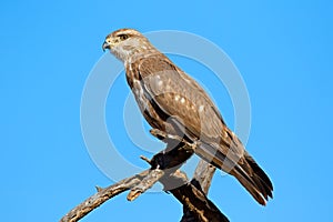 Steppe buzzard on a branch