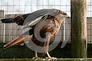 steppe buzzard of a number of falcons, a Red Book bird that lives in mountainous and steppe areas.