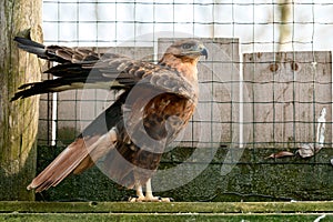 steppe buzzard of a number of falcons, a Red Book bird that lives in mountainous and steppe areas.