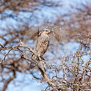 Steppe Buzzard