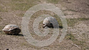 Steppe Central Asian tortoise in natural habitat in spring prairie