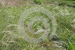 Steppe covered with feather grass