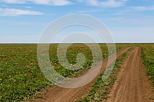 Steppe dirt road through a field of blooming wild tulips in Kalmykia