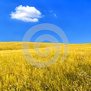 Steppe with dry grass