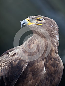 Steppe eagle - photo