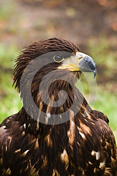 Steppe eagle