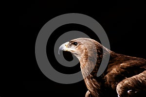 Steppe eagle