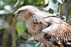 Steppe Eagle