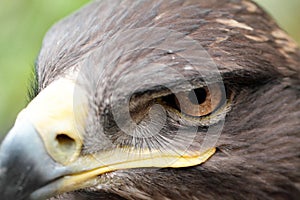 Steppe Eagle