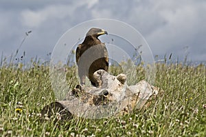 Steppe Eagle photo